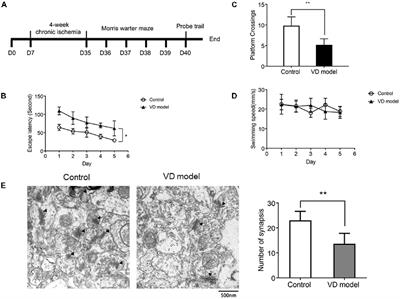 MicroRNA-210-5p Contributes to Cognitive Impairment in Early Vascular Dementia Rat Model Through Targeting Snap25